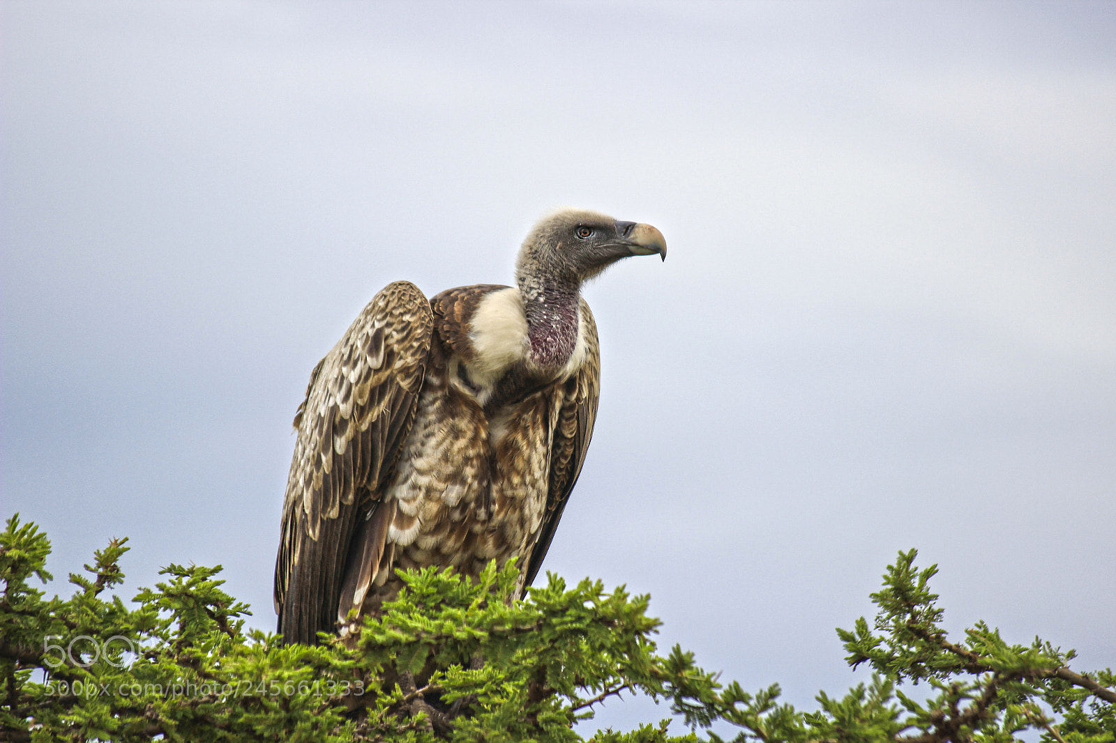 Canon EOS 600D (Rebel EOS T3i / EOS Kiss X5) sample photo. Vulture photography