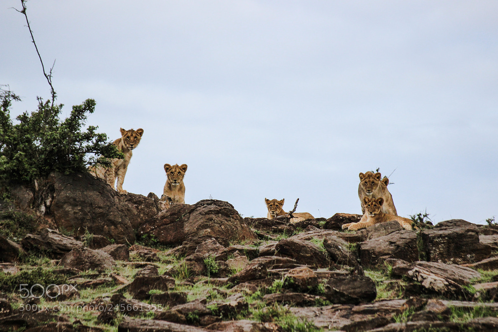 Canon EOS 600D (Rebel EOS T3i / EOS Kiss X5) sample photo. Lions photography
