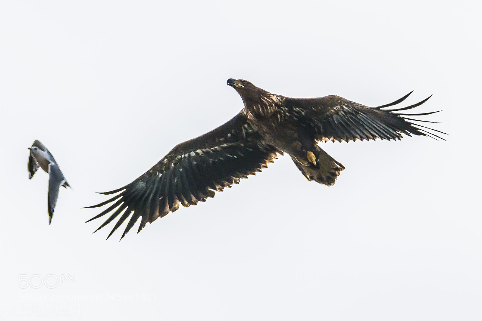 Nikon D7100 sample photo. Eagle and the seagull photography