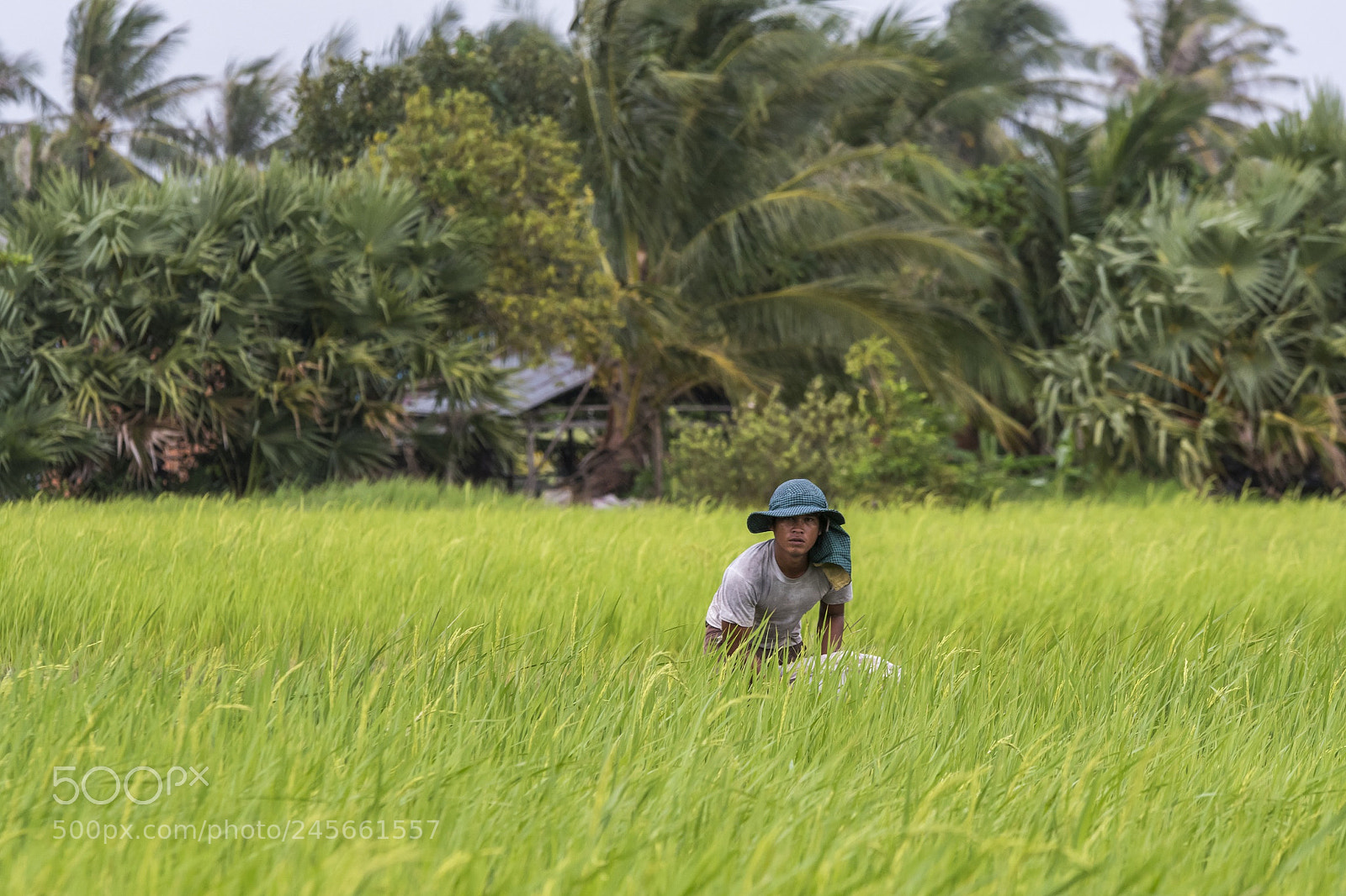 Nikon D500 sample photo. Cambodia farmer photography