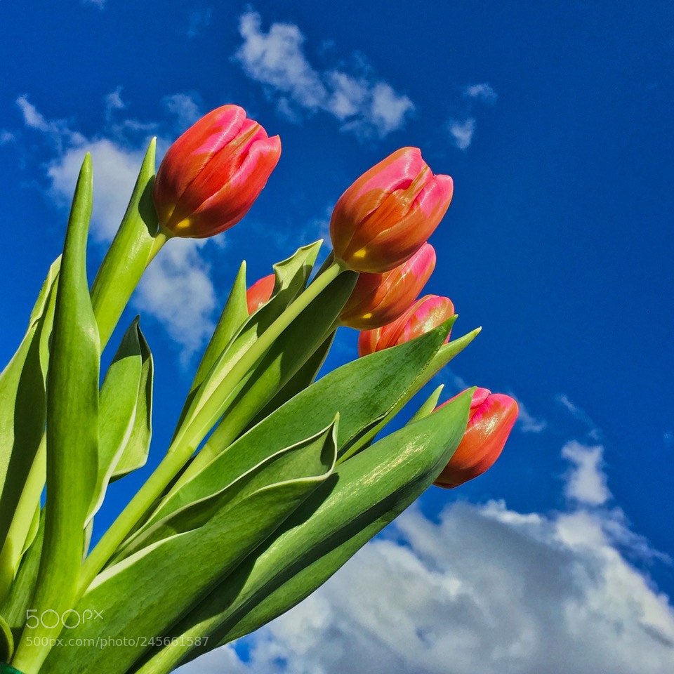 Apple iPhone 6s sample photo. Tulips photography