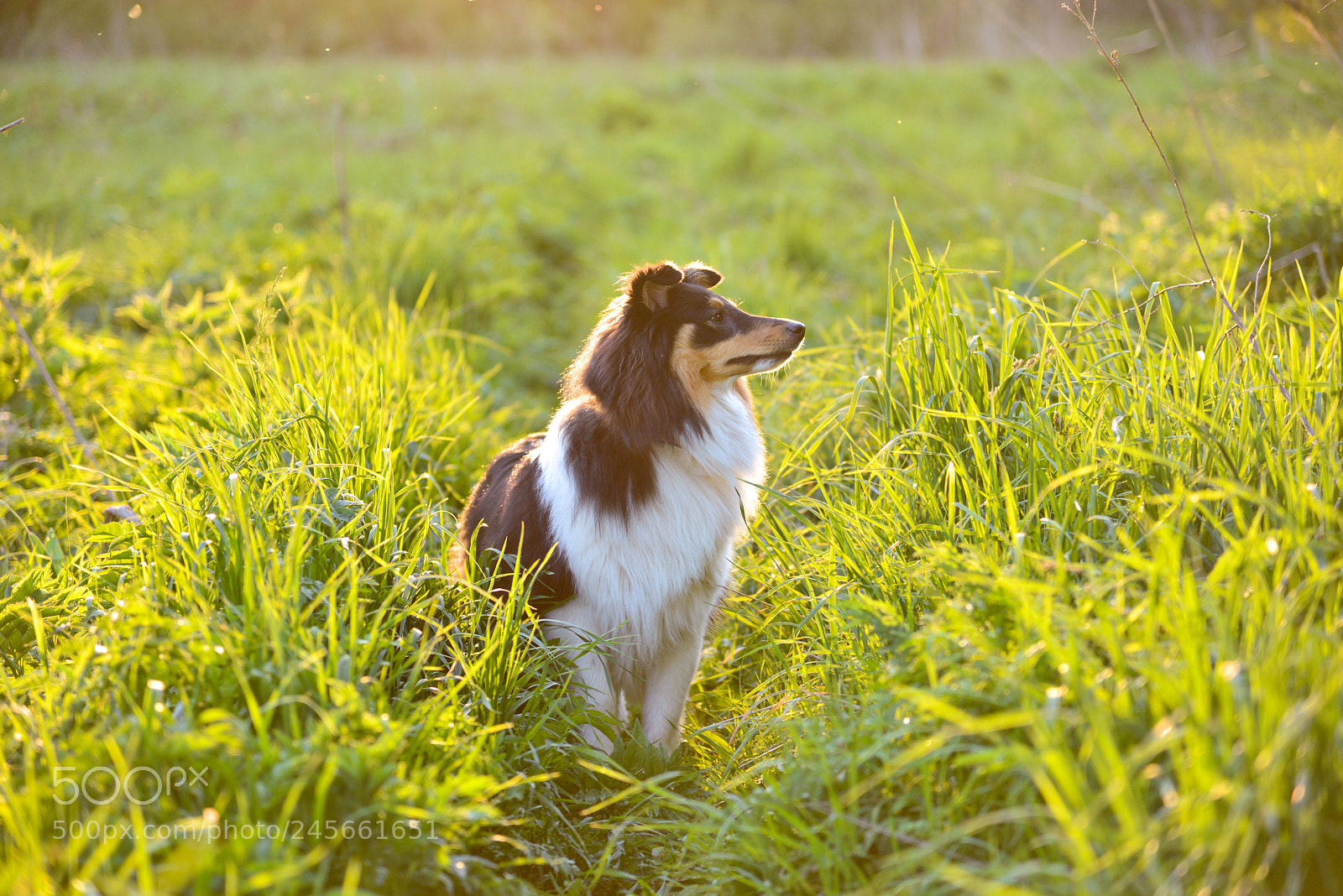 Nikon D610 sample photo. Shetland sheepdog photography