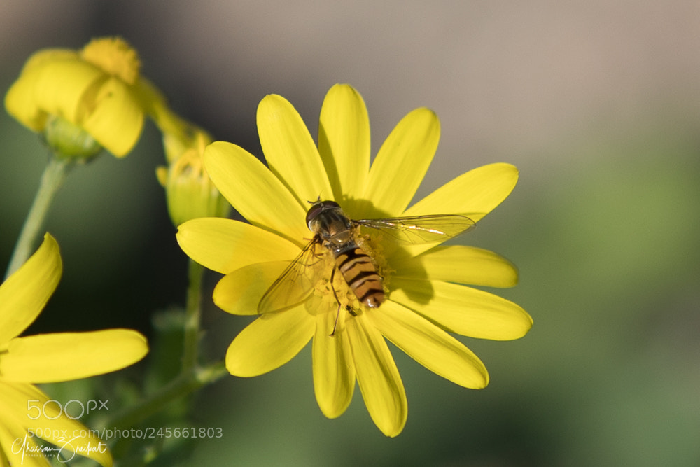 Canon EOS-1D X Mark II sample photo. Spring photography
