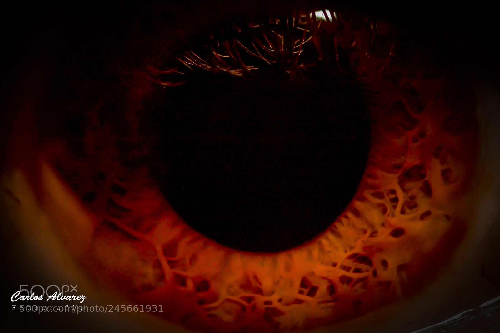 Nikon D5200 sample photo. I see you! photography
