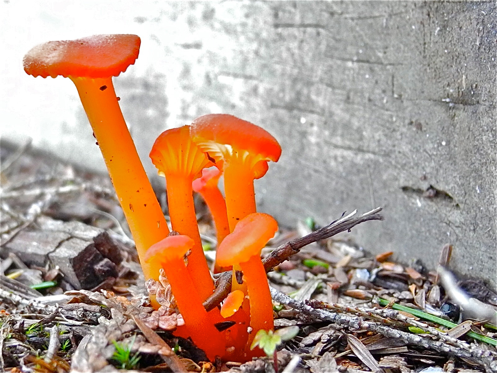Nikon Coolpix P7100 sample photo. Orange alien surprise photography