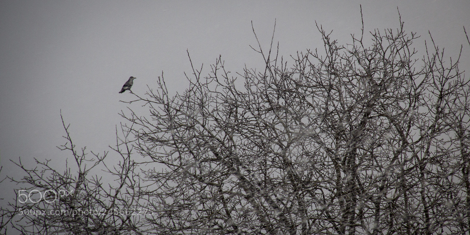 Canon EOS 60D sample photo. Crow in the snow photography