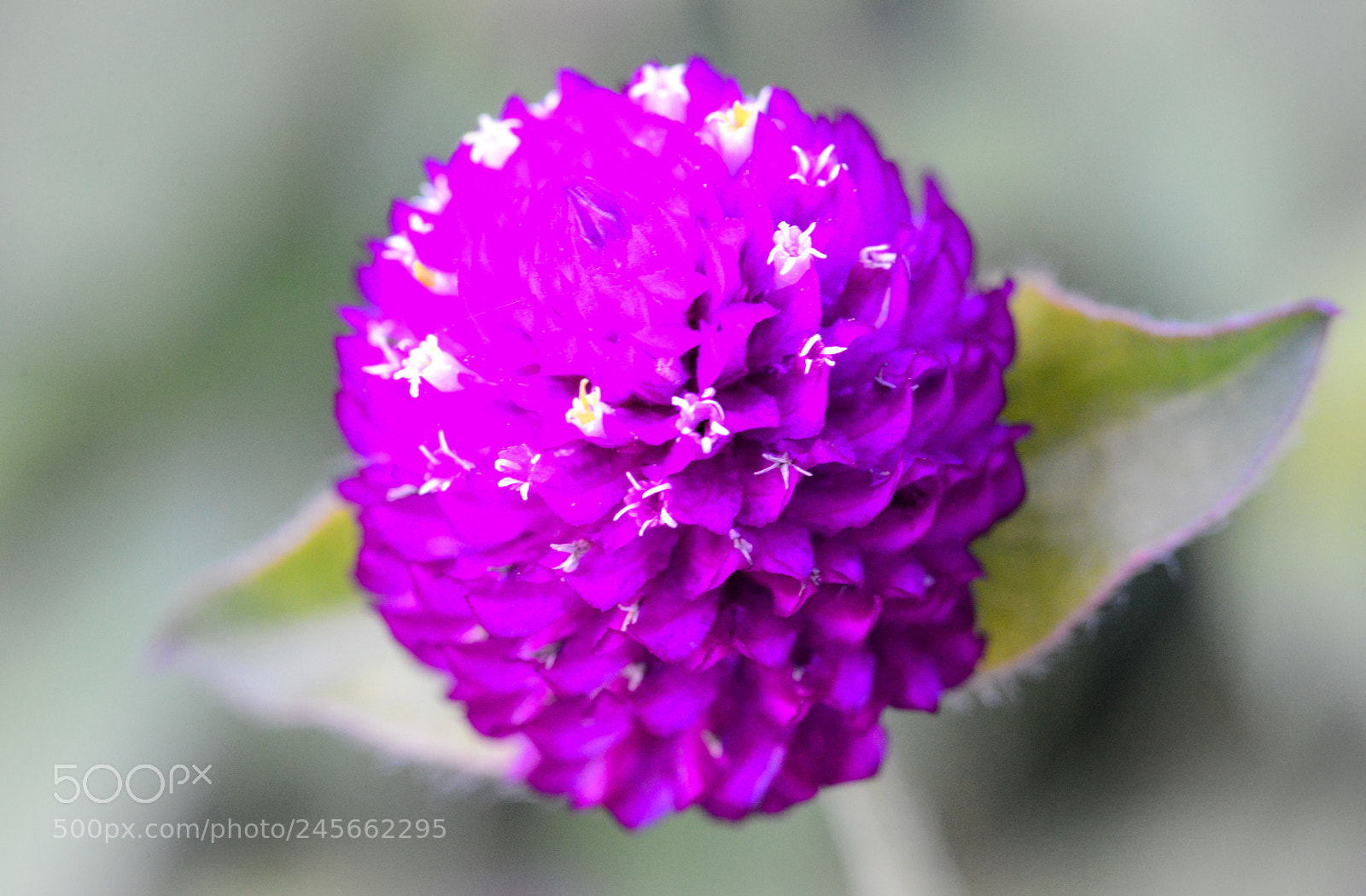 Nikon D600 sample photo. Detailed flower photography