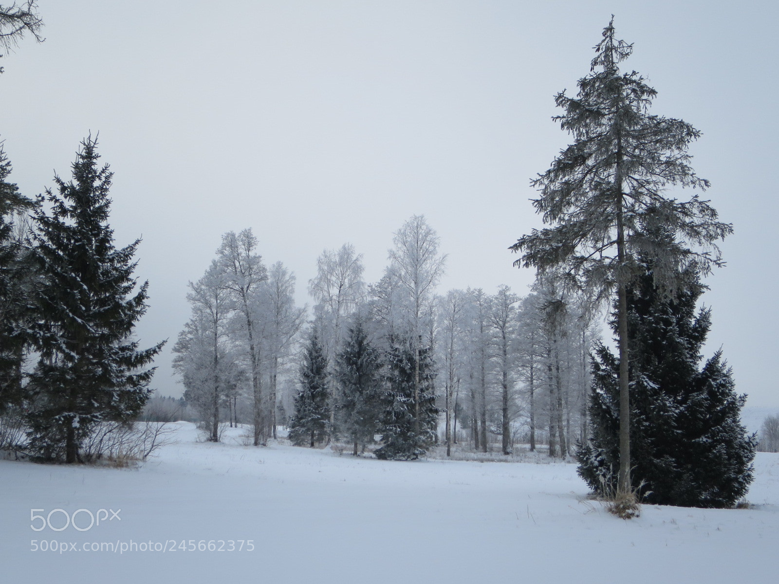 Canon PowerShot S120 sample photo. Winter forest photography