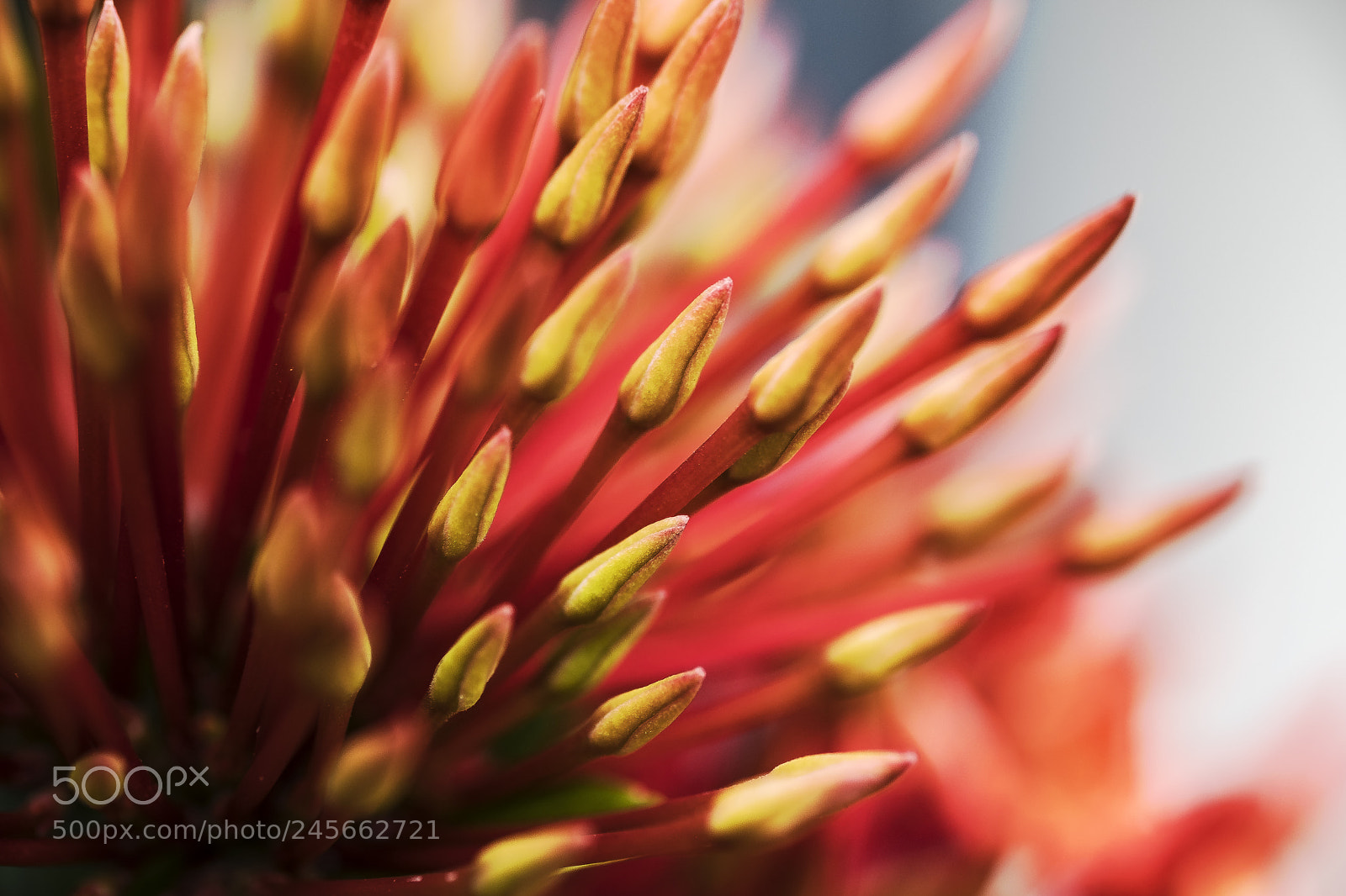 Fujifilm X-T2 sample photo. Flowers photography
