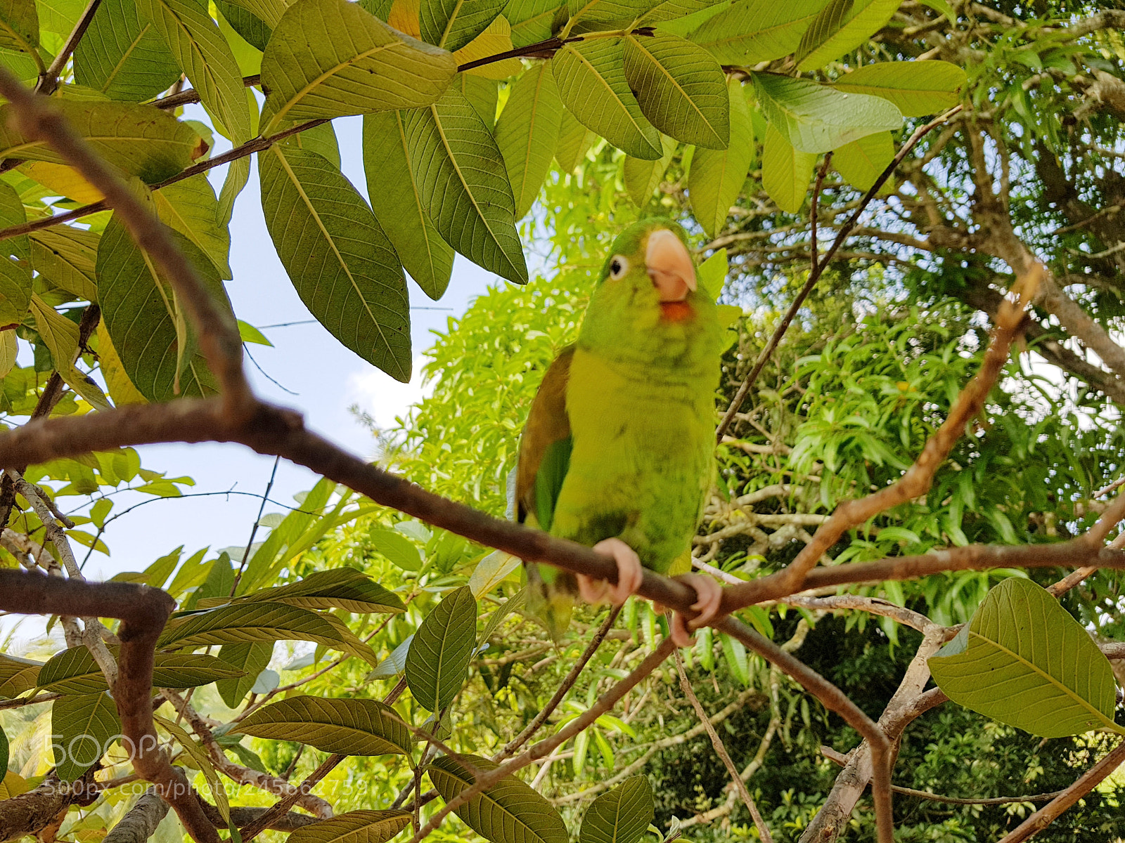 Samsung Galaxy S8+ sample photo. Periquito photography