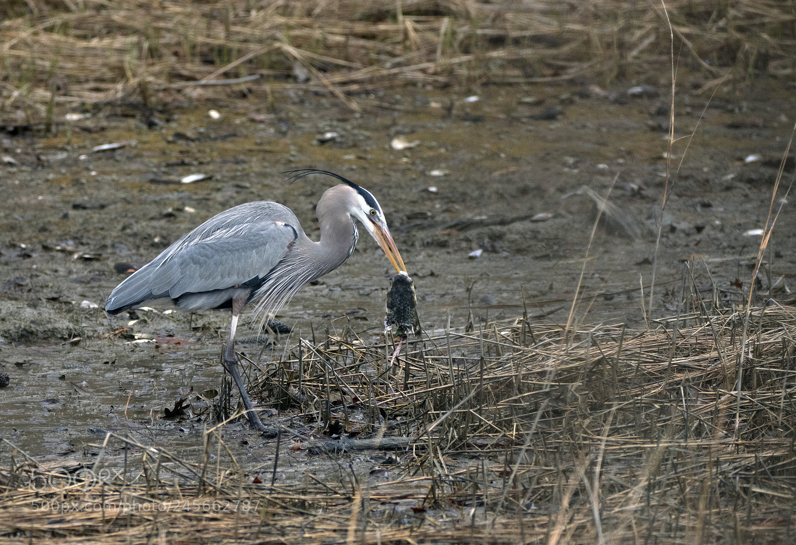 Sony a7R III sample photo. Great blue heron photography