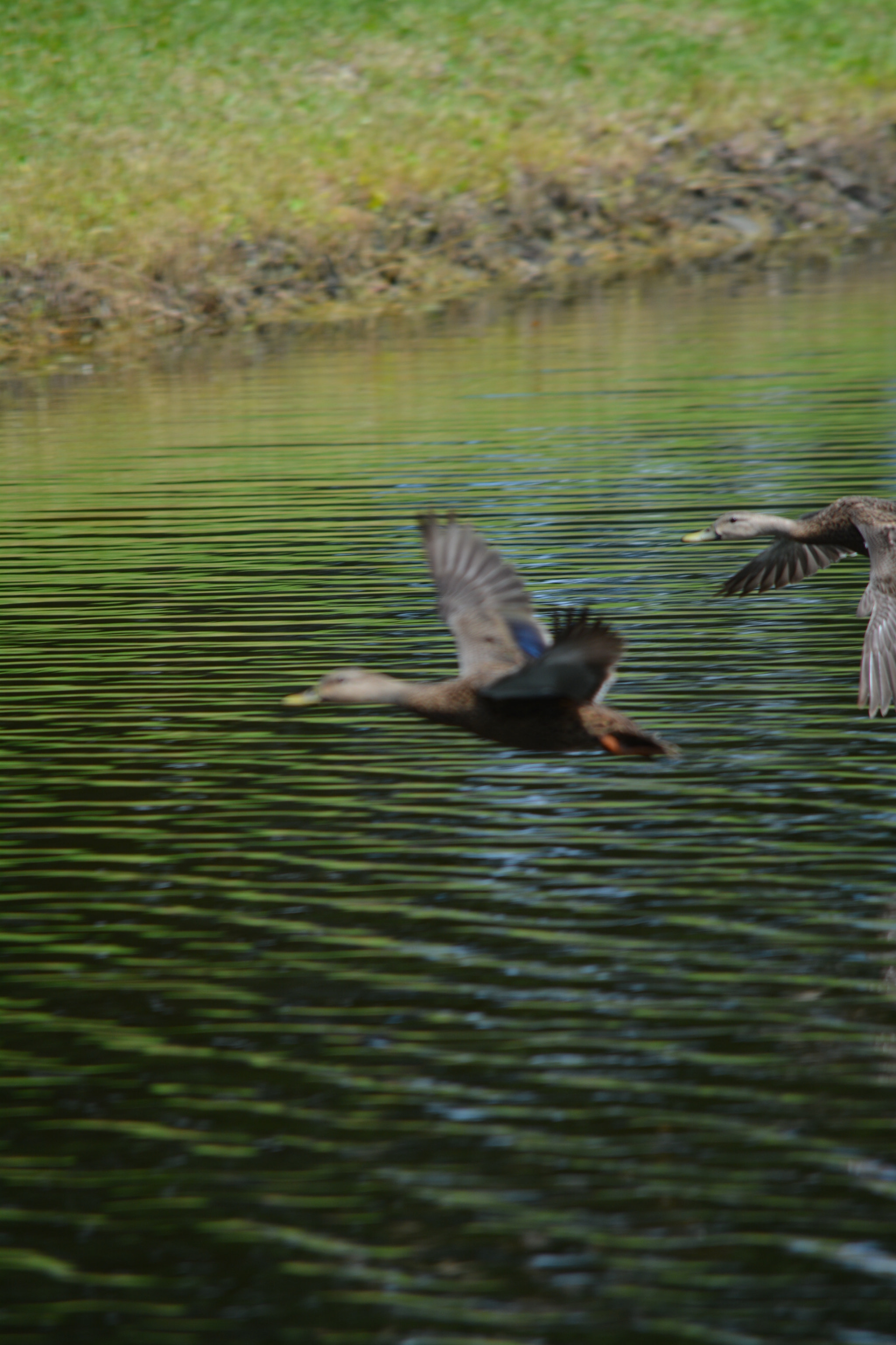 Nikon D5200 sample photo. And the race is on! photography