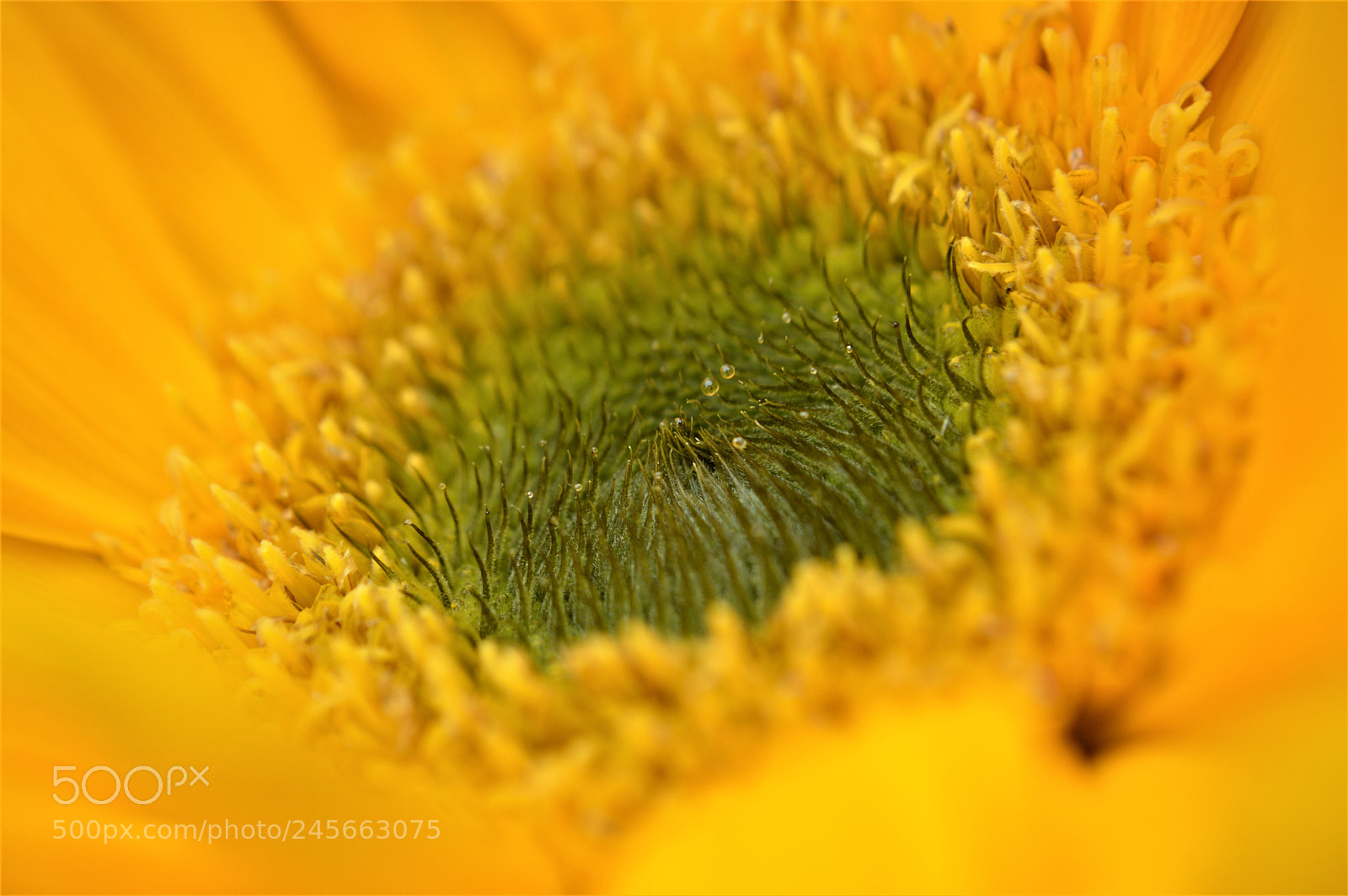 Nikon D3200 sample photo. In the heart of photography