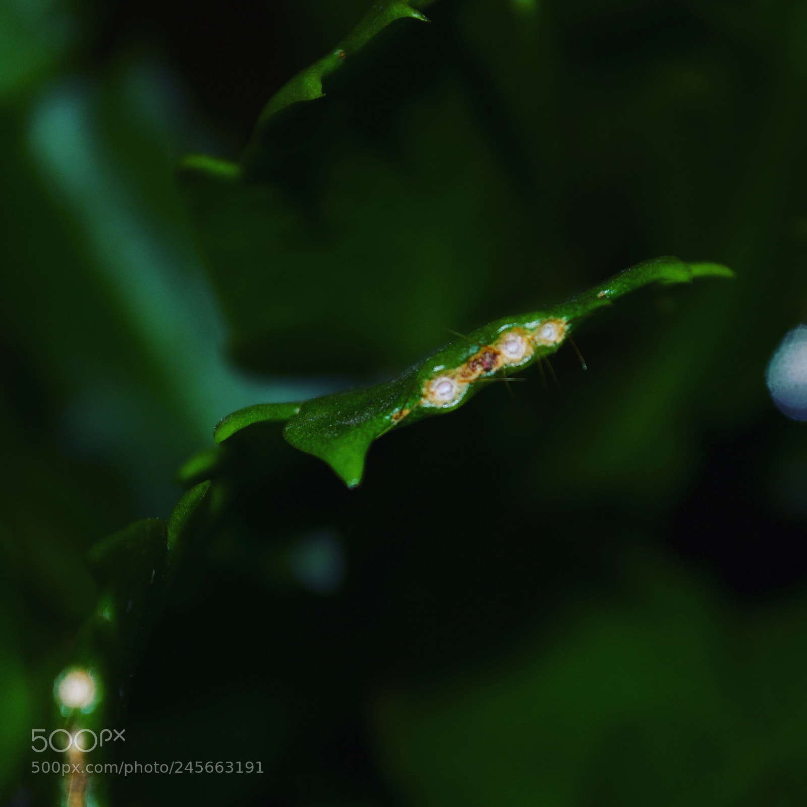 Nikon D5100 sample photo. Defocused photography