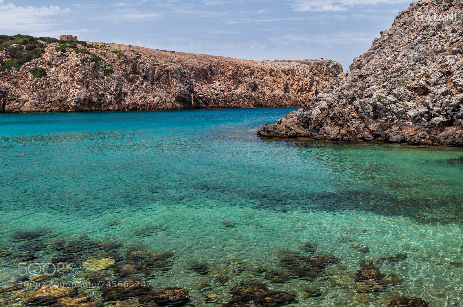 Nikon D90 sample photo. Cala domestica photography