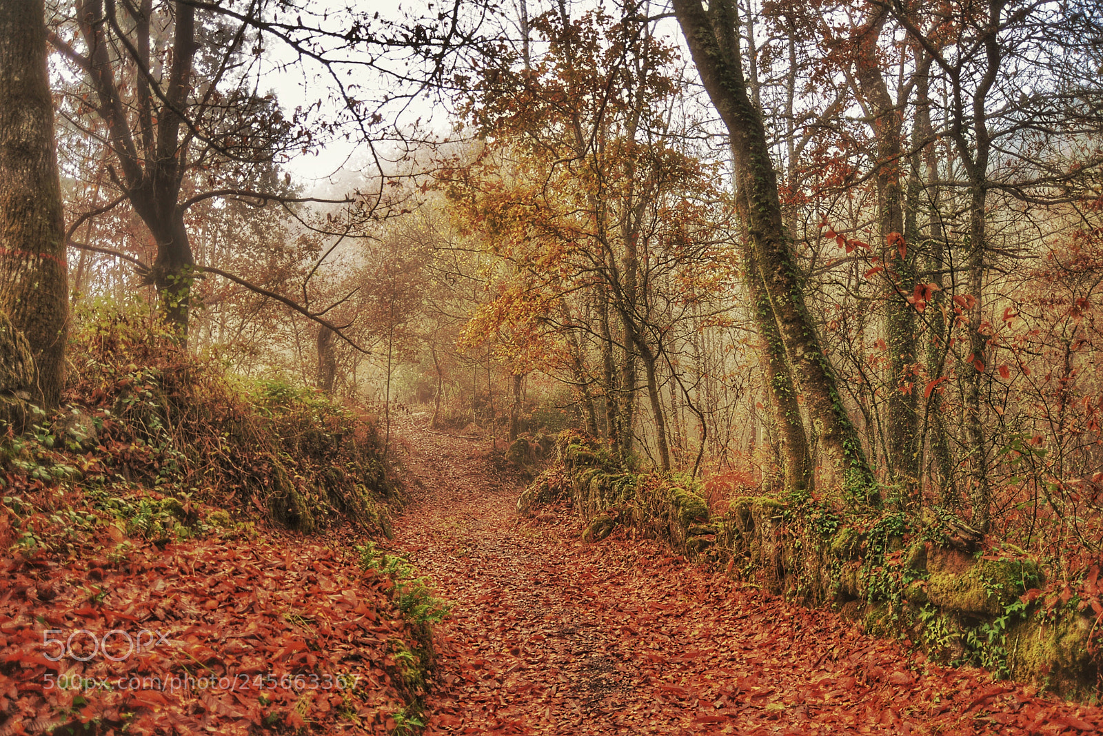 Nikon D610 sample photo. Untitled photography
