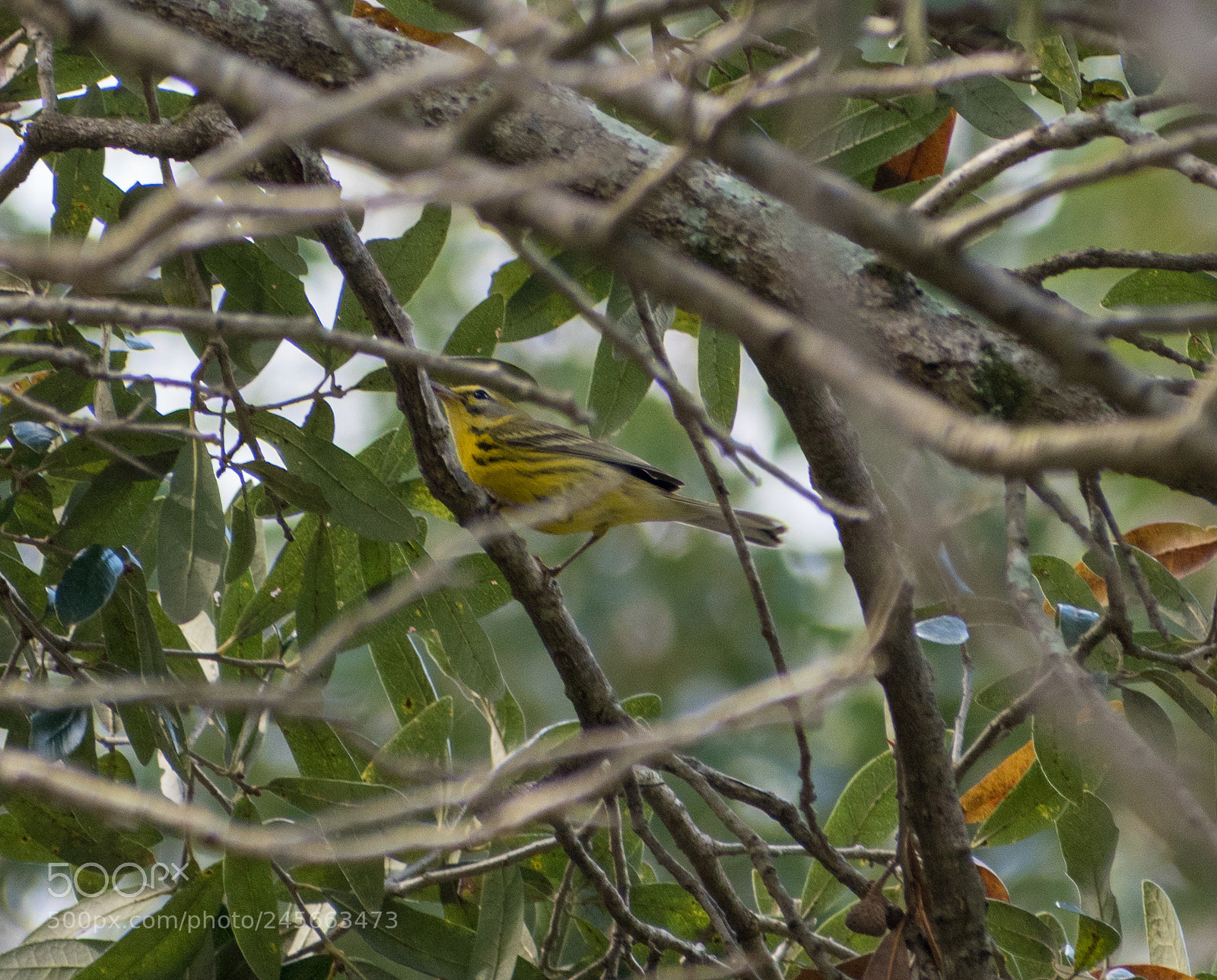 Nikon D5500 sample photo. Prairie warbler photography