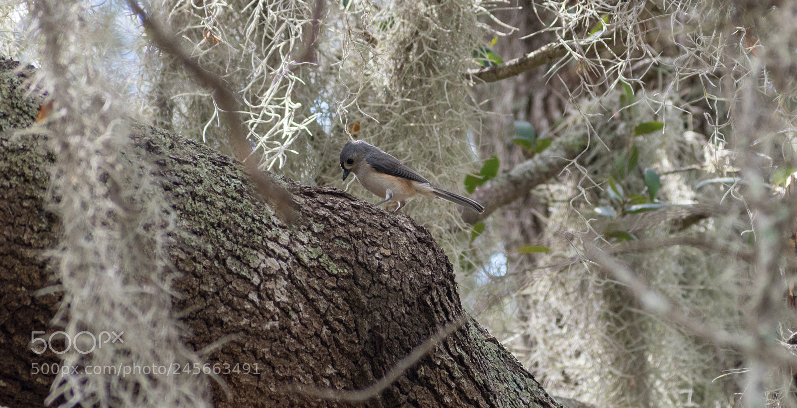 Nikon D5500 sample photo. Tufted titmouse photography