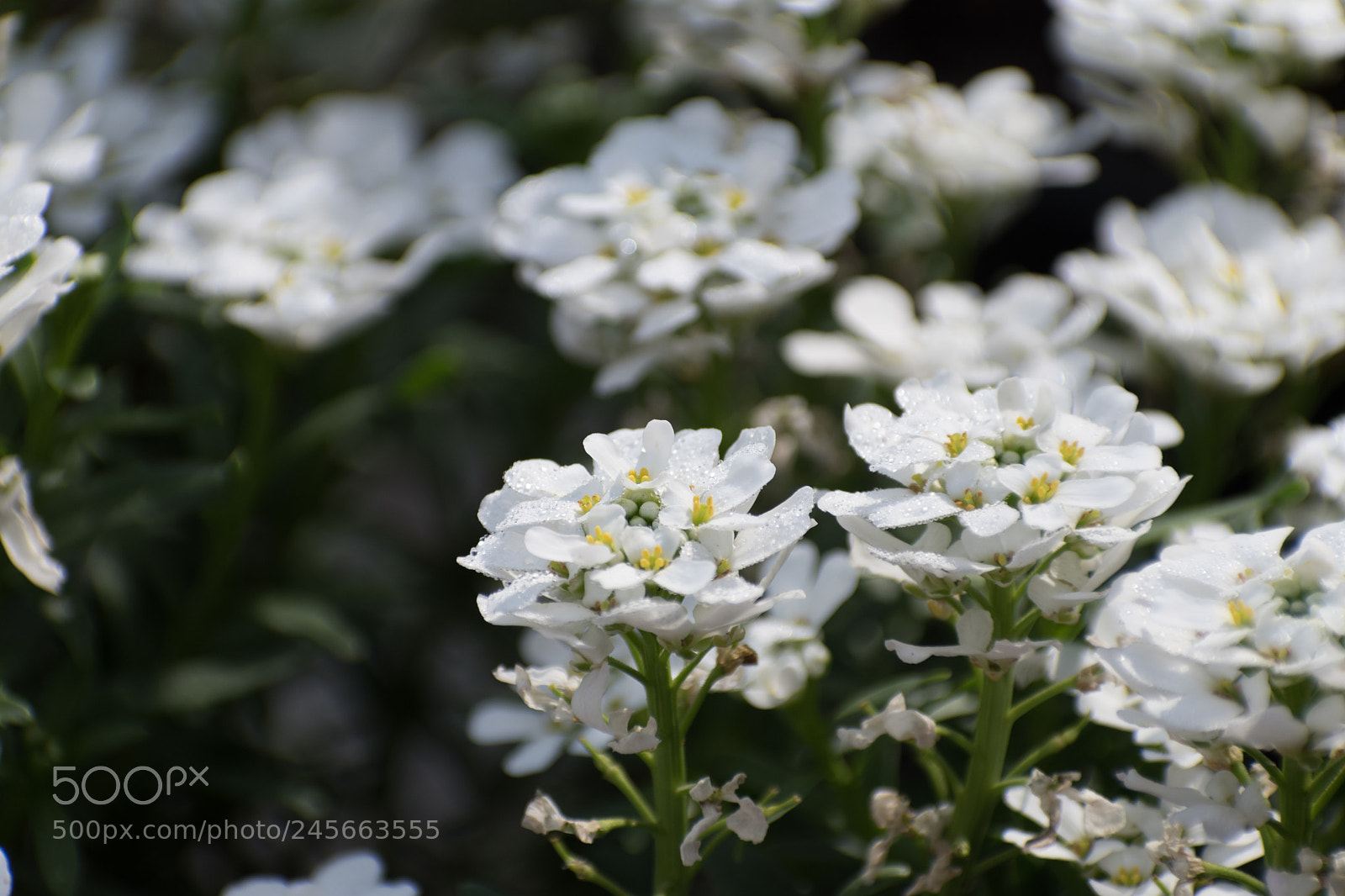 Nikon D5500 sample photo. Blossom photography