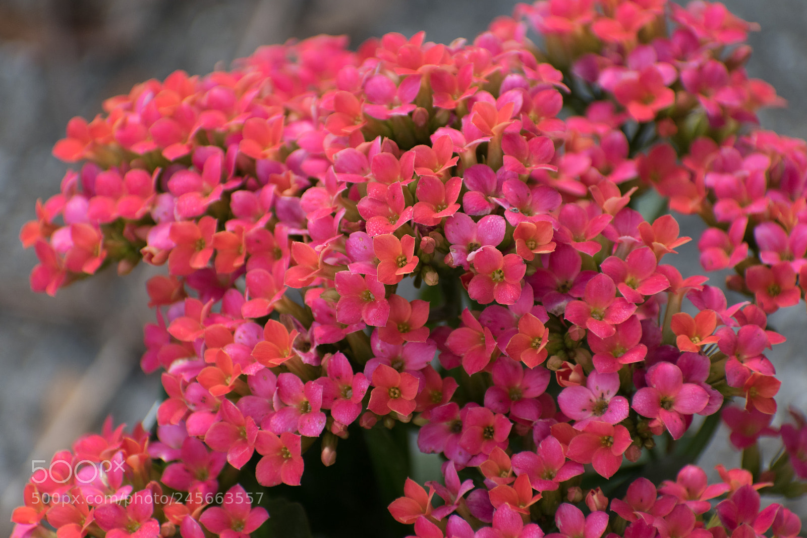 Nikon D5500 sample photo. Kalanchoe photography