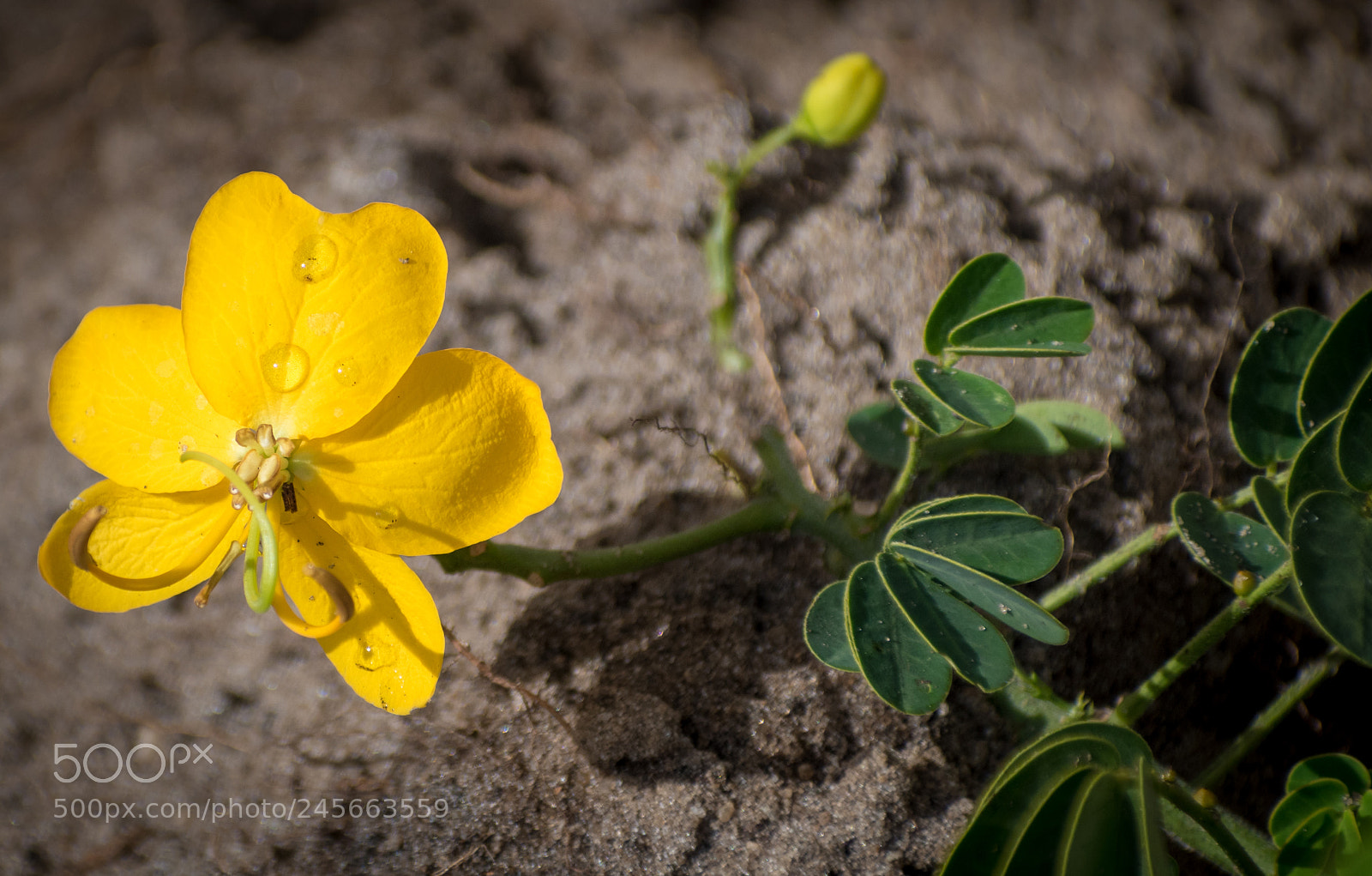 Nikon D5500 sample photo. Butterfly cassia with dew photography