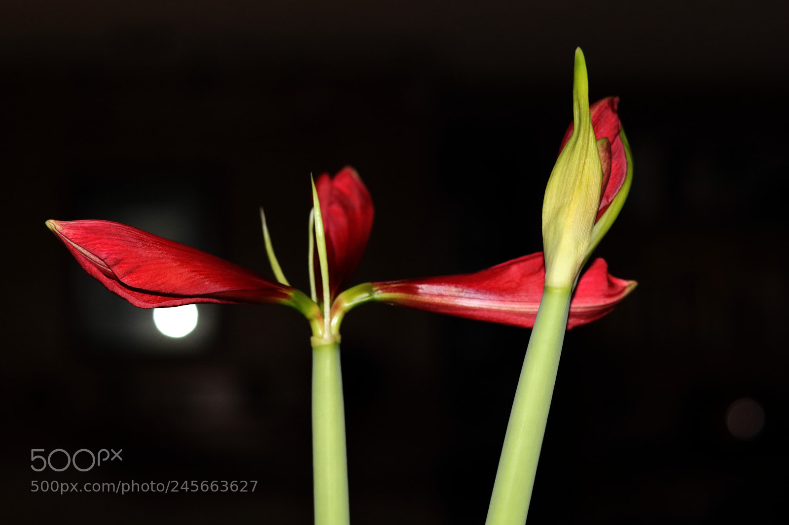 Canon EOS 80D + Canon EF 50mm F1.8 STM sample photo. Amaryllis photography