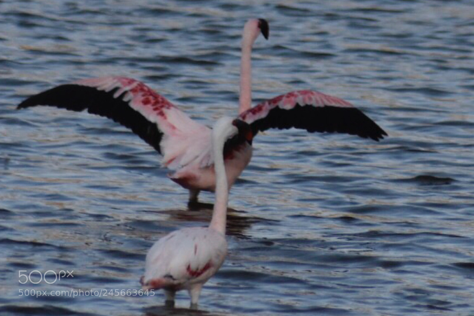 Nikon D7200 sample photo. Flamingo birds beautiful thing.... photography