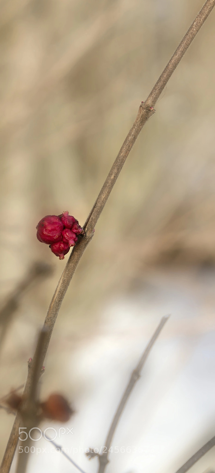 Fujifilm X-T2 sample photo. Survivor ii photography