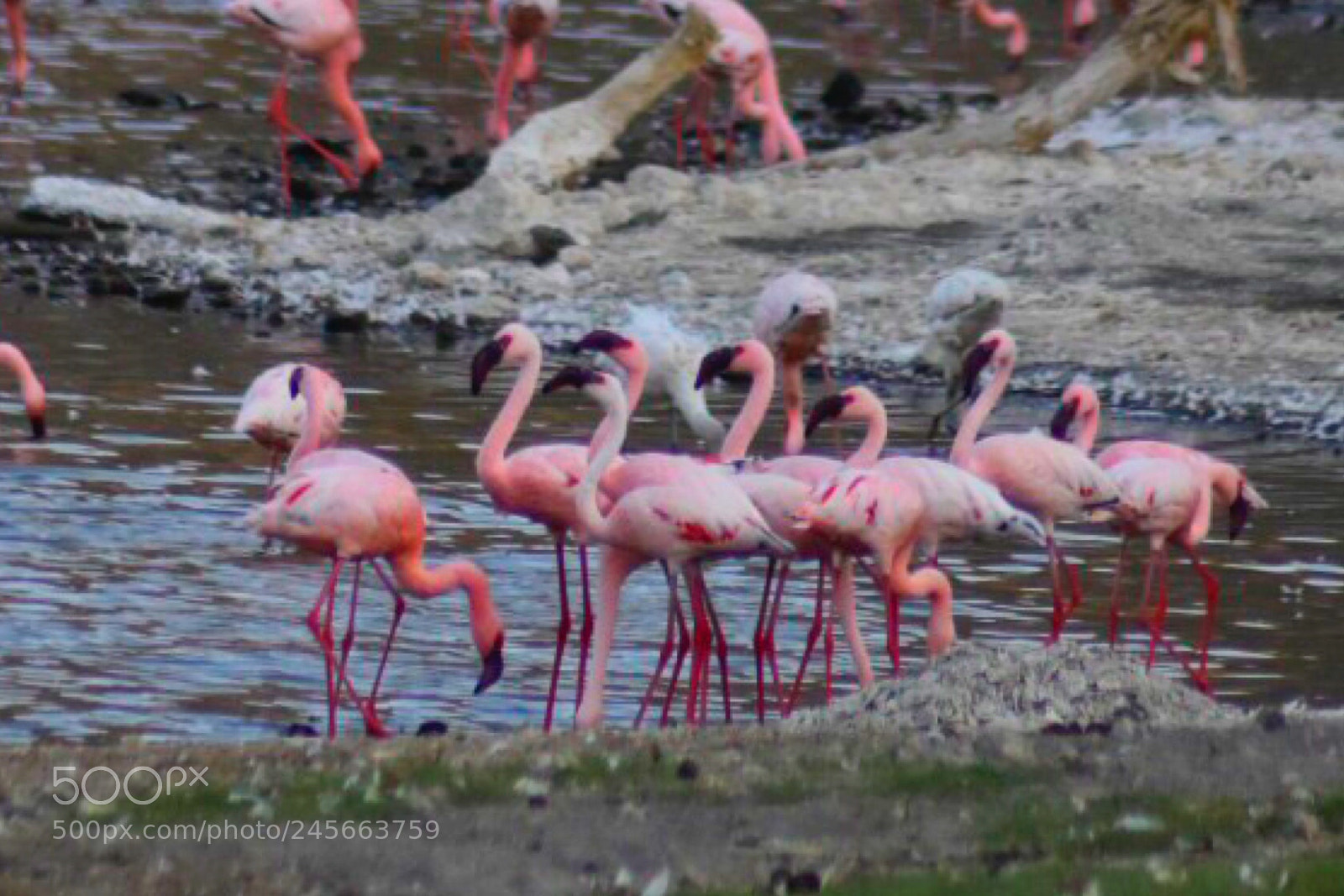 Nikon D7200 sample photo. Pelican birds.... photography