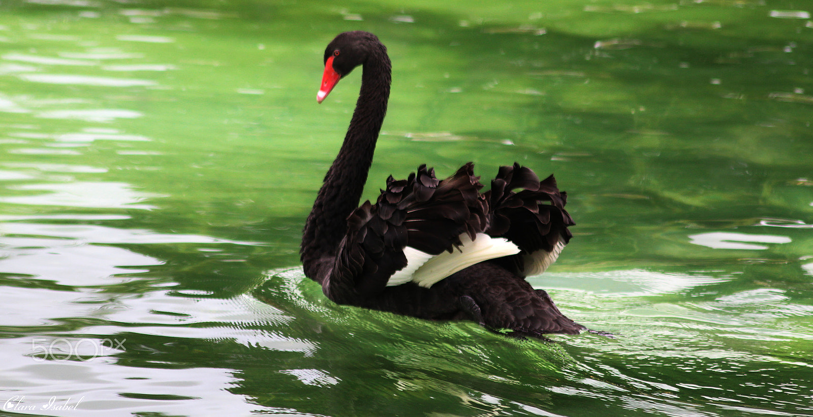 Canon EOS 1200D (EOS Rebel T5 / EOS Kiss X70 / EOS Hi) sample photo. Bello cisne. photography