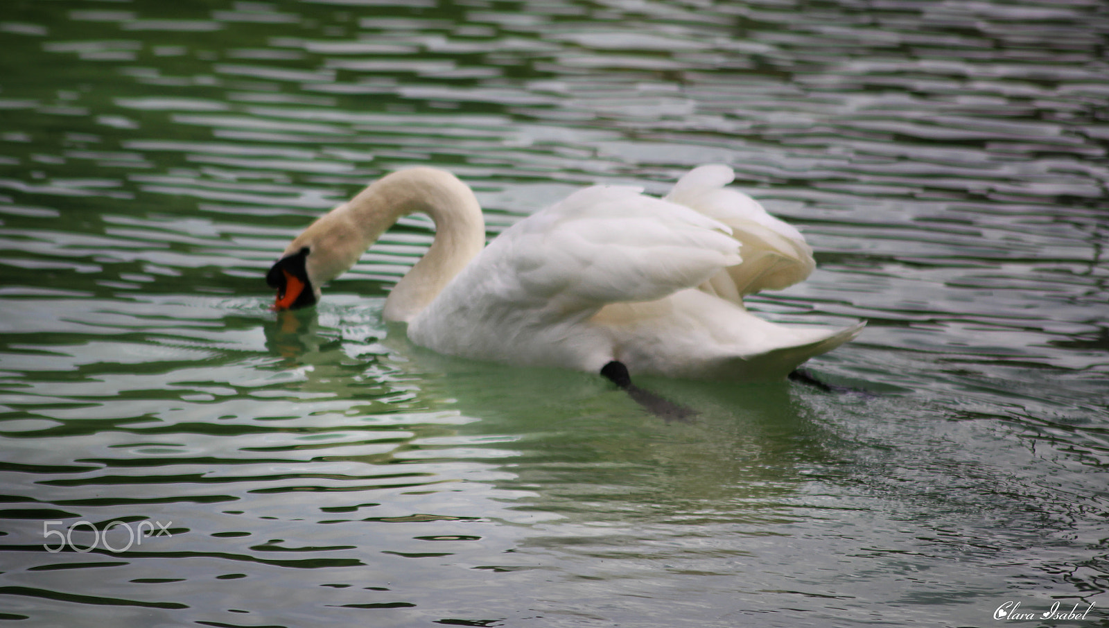 Canon EOS 1200D (EOS Rebel T5 / EOS Kiss X70 / EOS Hi) sample photo. Bello cisne. photography