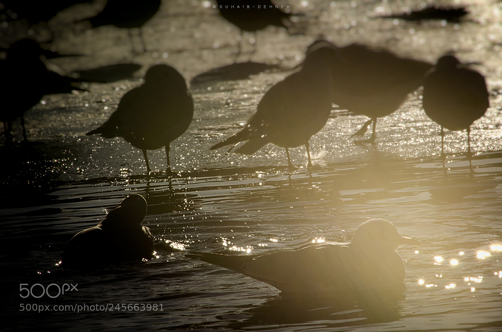 Nikon D5100 sample photo. Birds on ice photography