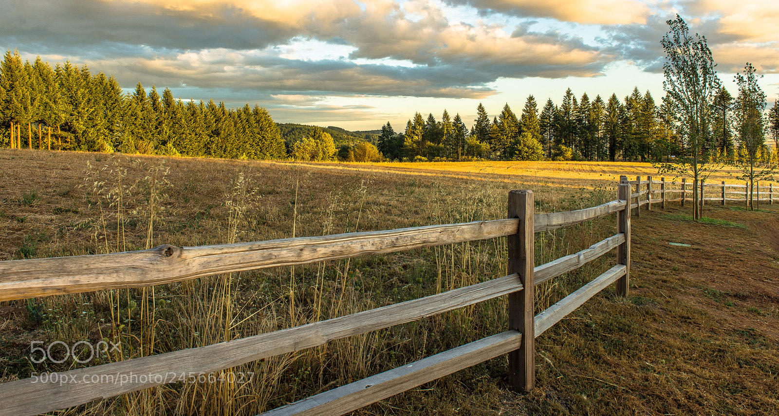 Nikon D600 sample photo. Land before grapes photography