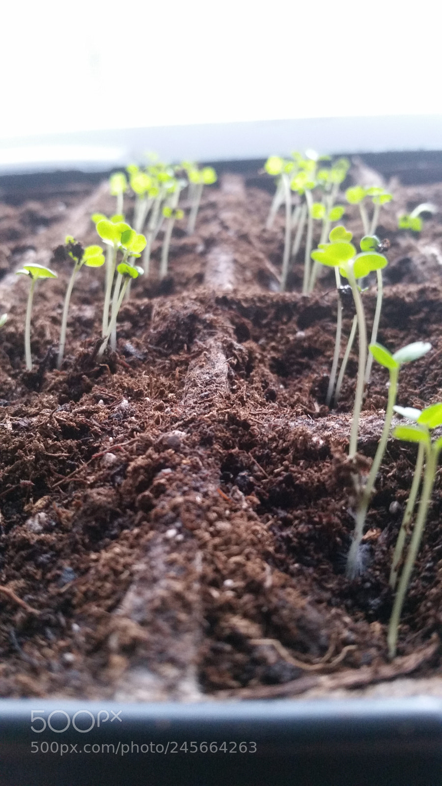 Samsung Galaxy S5 sample photo. Row of plants photography