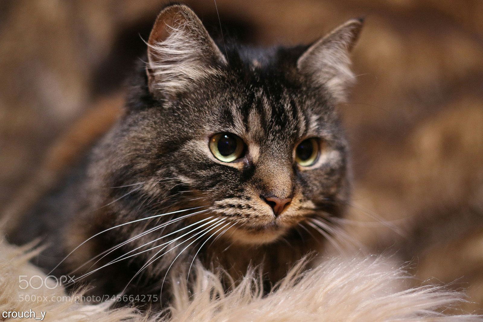 Canon EOS 7D Mark II sample photo. Kia my cat photography