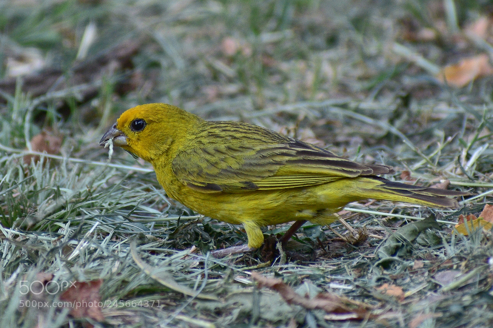 Nikon D5600 sample photo. Saffron yellow-finch photography