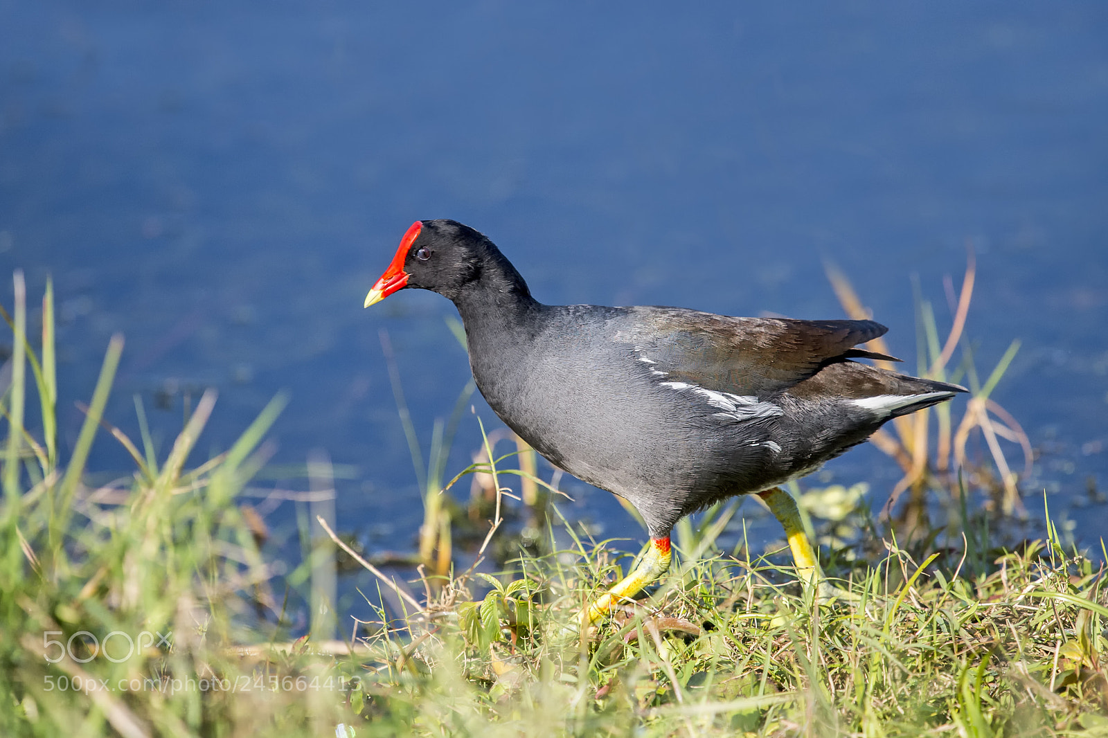 Nikon D4 sample photo. Common moorhen photography