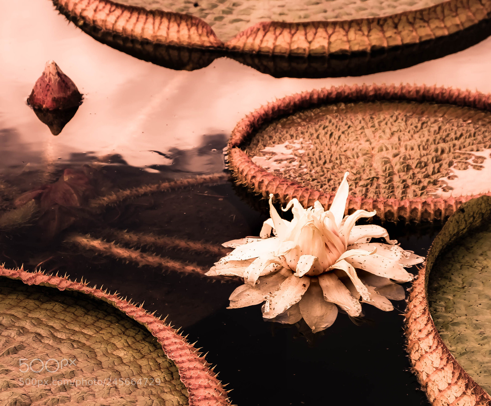 Fujifilm X-T10 sample photo. Water lily photography