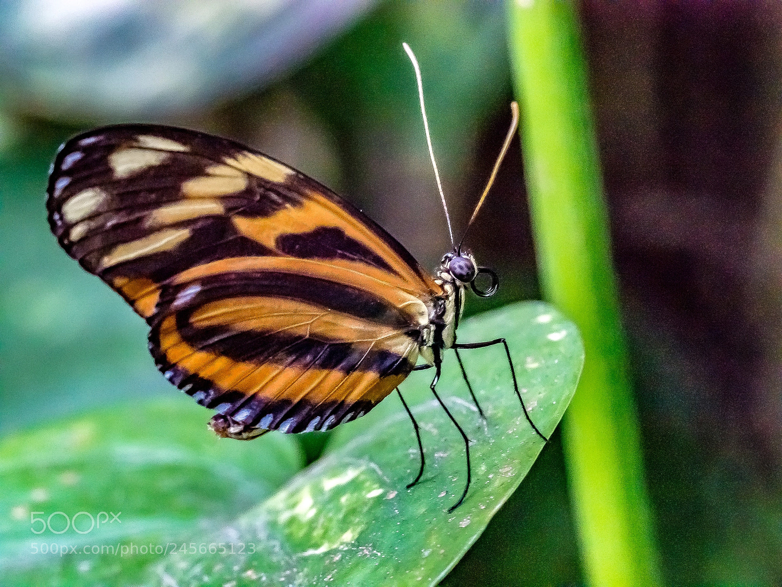 Panasonic Lumix DMC-G85 (Lumix DMC-G80) sample photo. The butterfly's respite photography