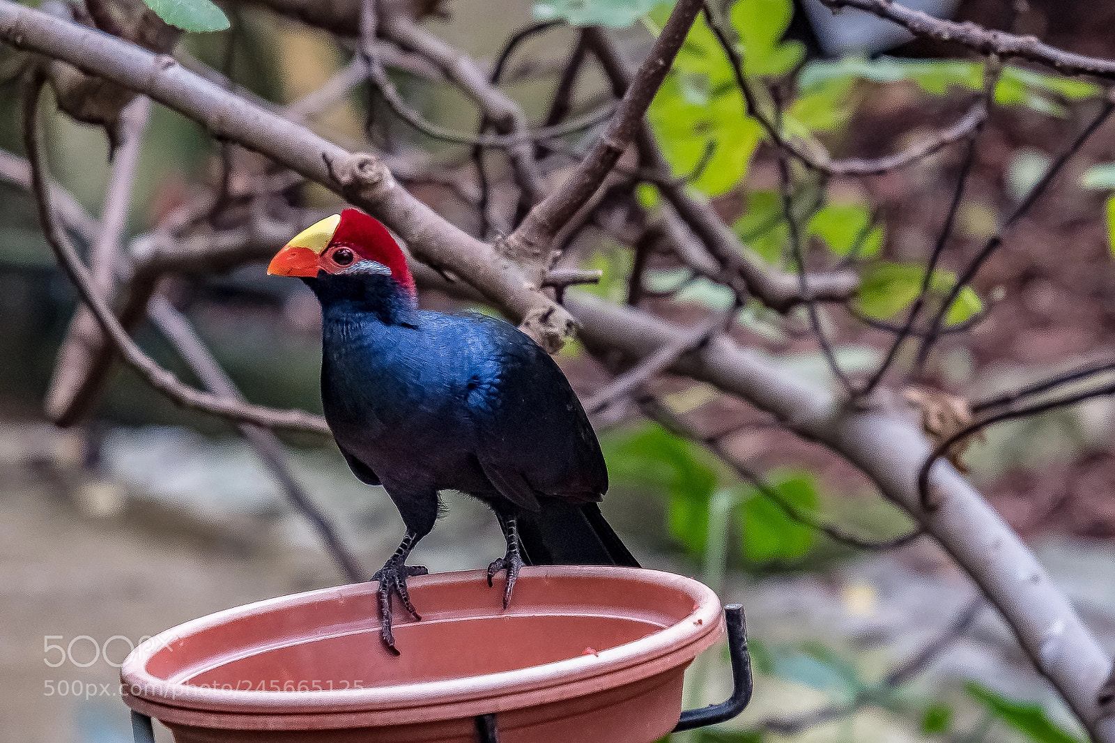 Fujifilm X-T2 sample photo. Psuedotoucan photography