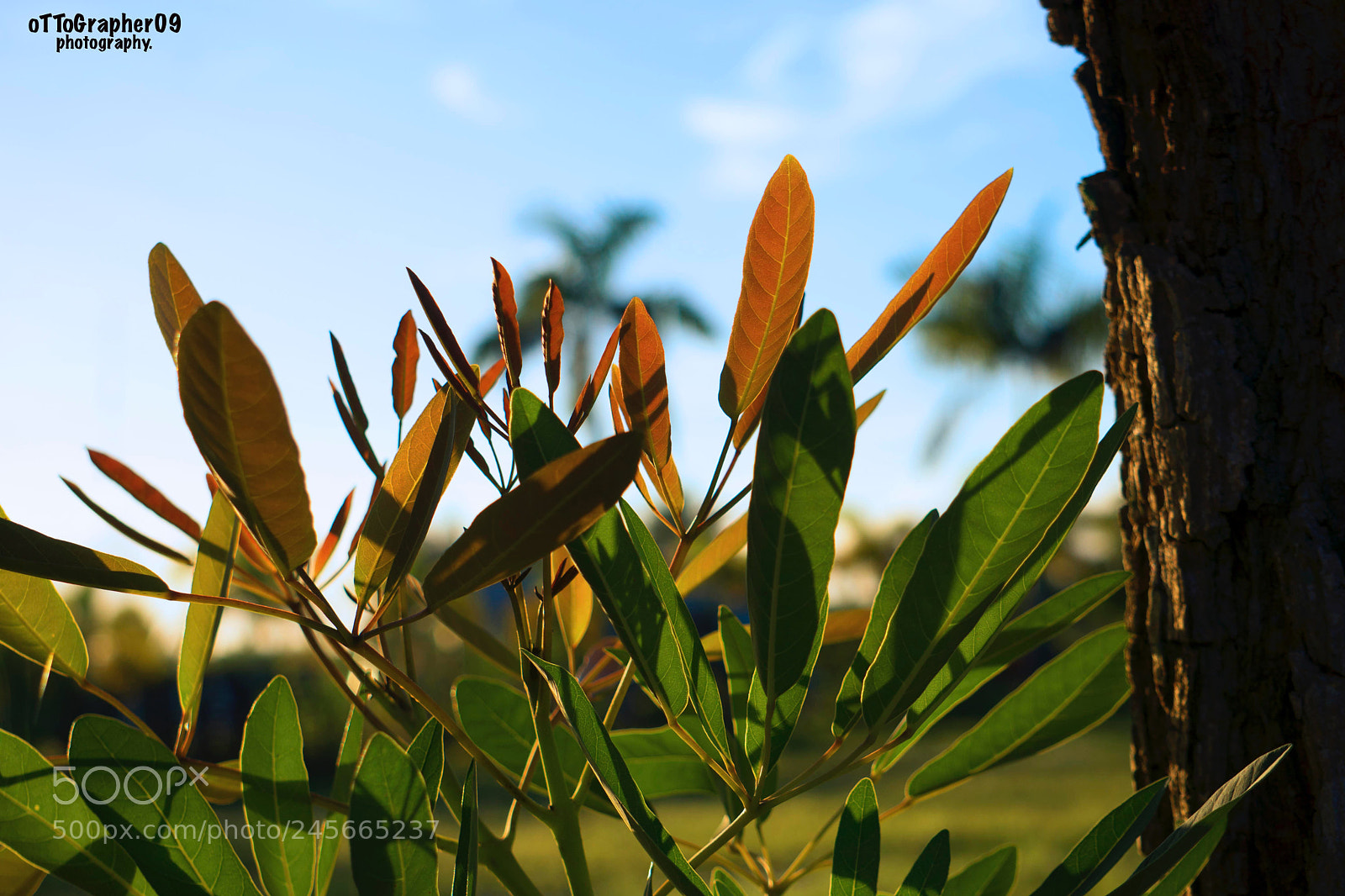 Sony a6500 sample photo. Untitled photography