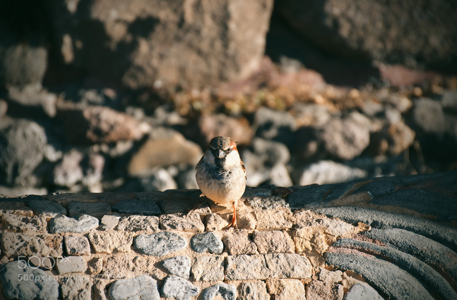 Nikon D5600 sample photo. Brid and stone photography