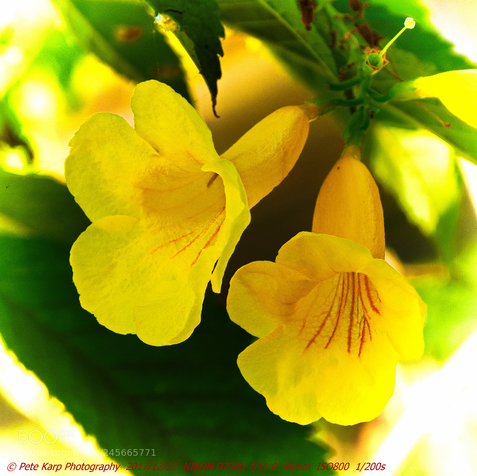 Nikon D7200 sample photo. Golden trumpet photography