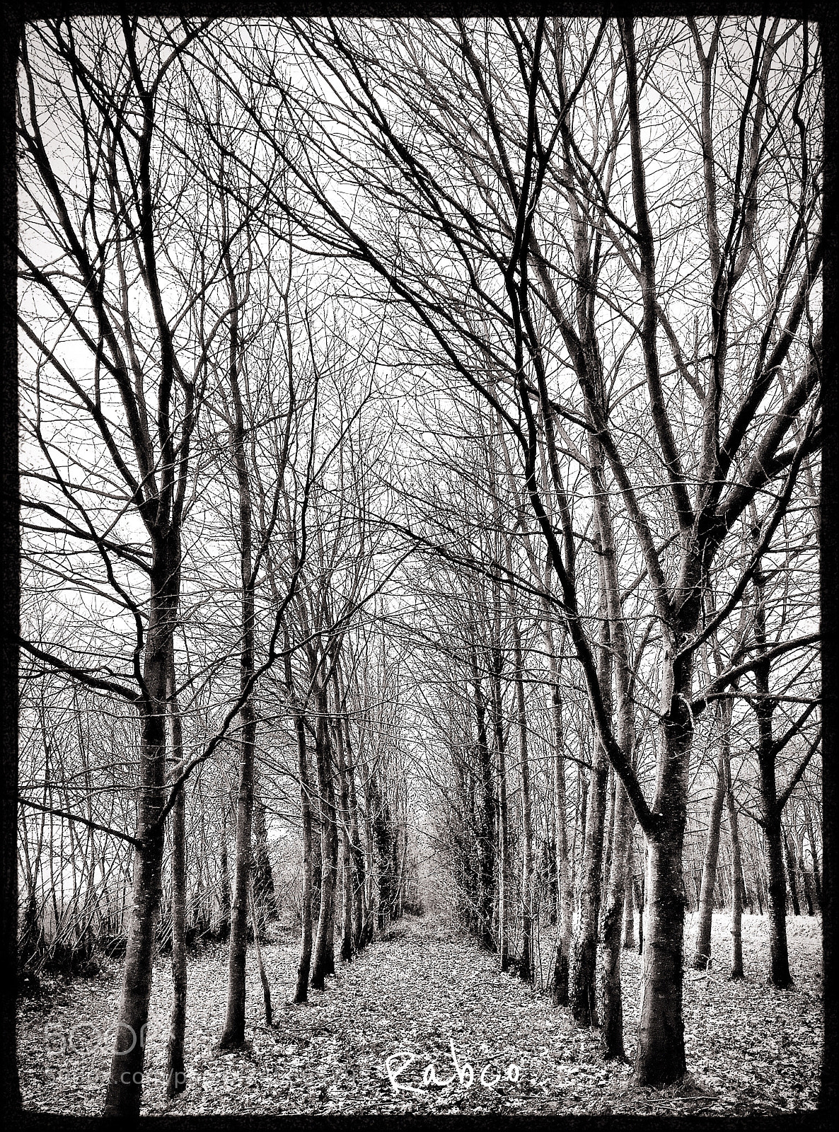 Apple iPhone 6 sample photo. Winter path... photography