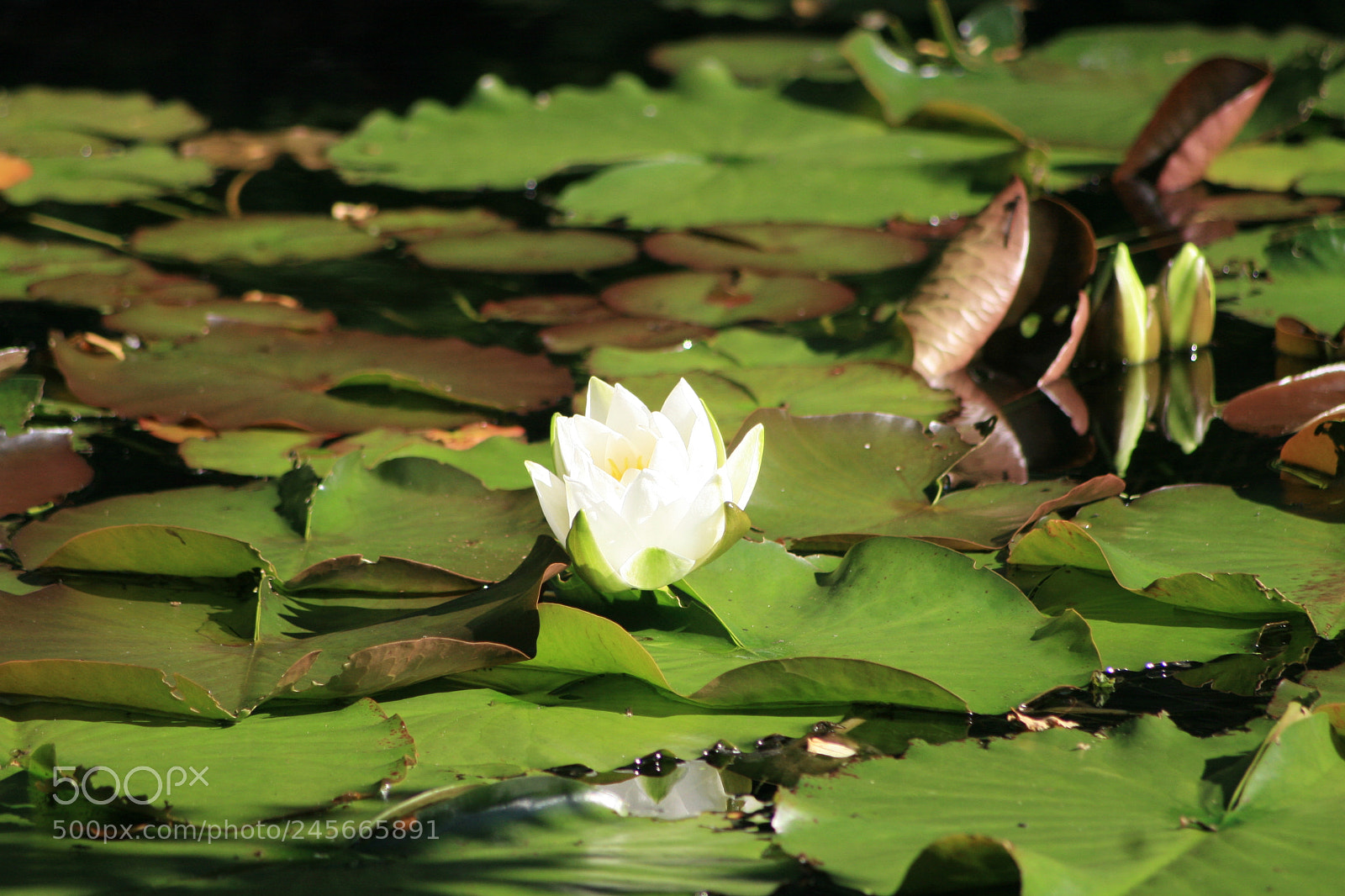 Canon EOS 30D sample photo. Scottish lilipad photography