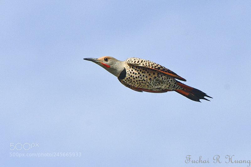 Nikon D500 sample photo. Western flicker photography