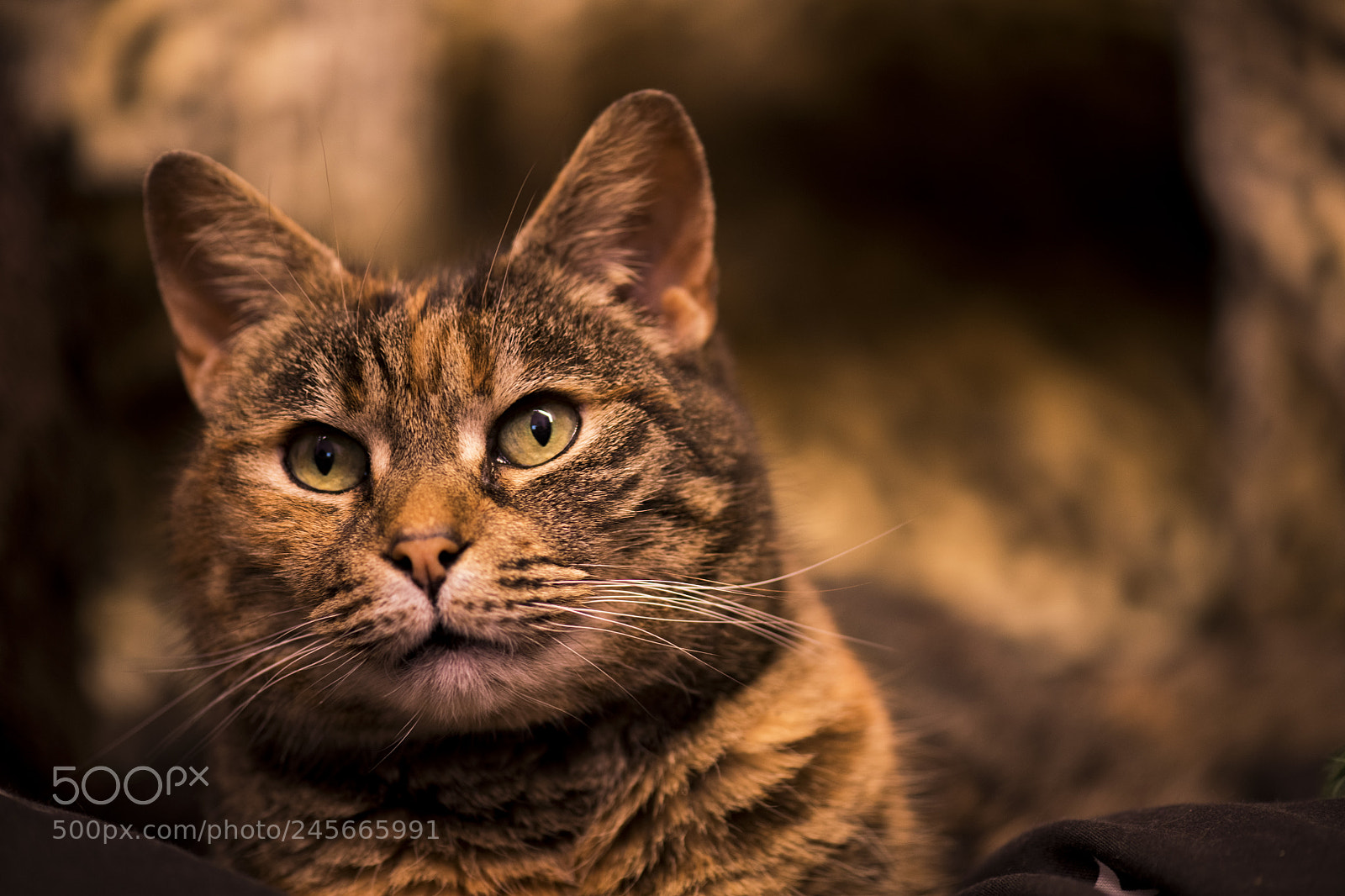 Nikon D850 sample photo. Beautiful tabby cat photography