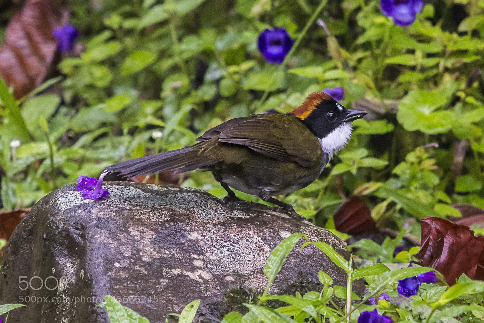 Nikon D500 sample photo. Chestnut-capped brush-finch photography
