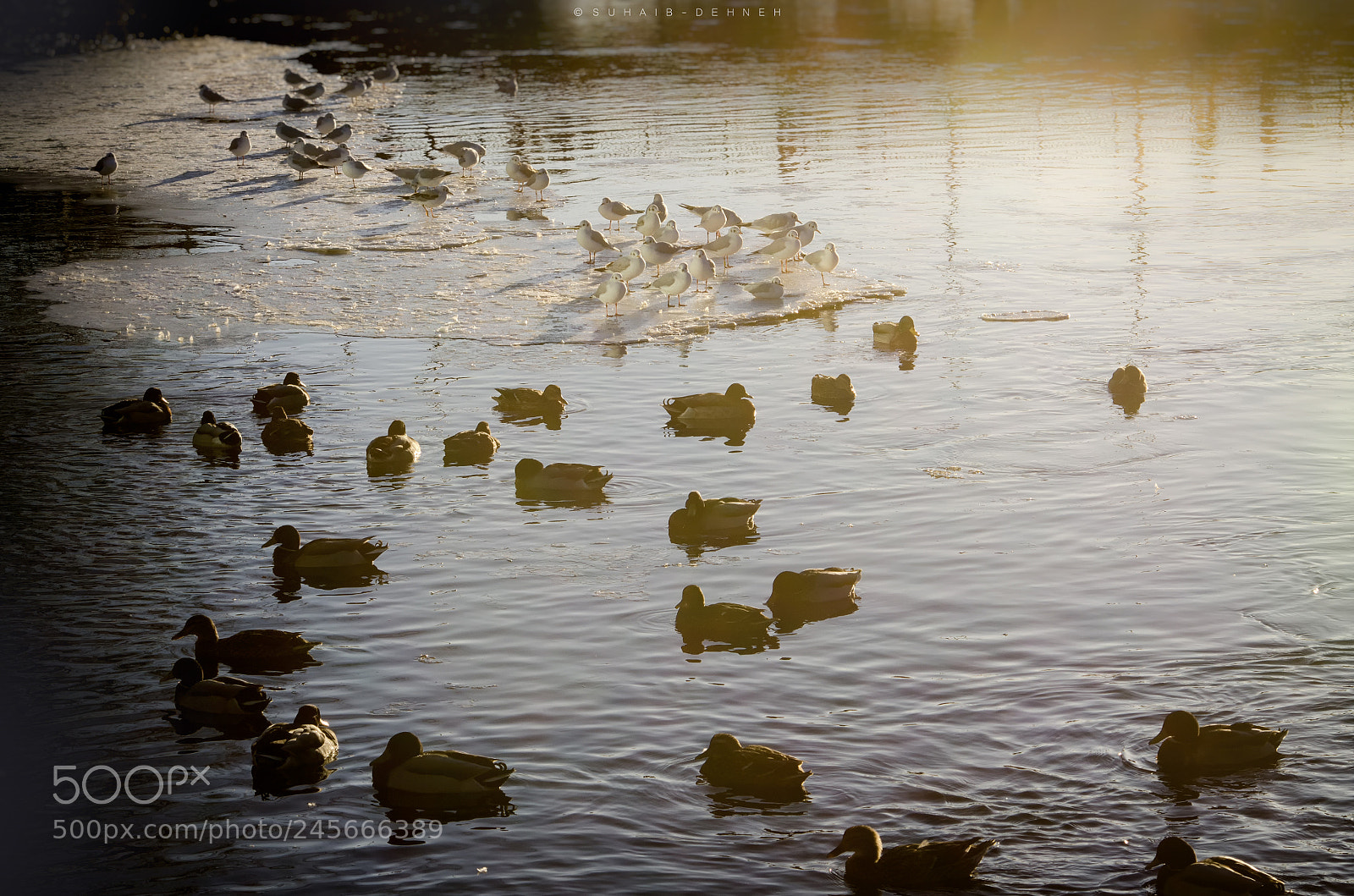 Nikon D5100 sample photo. River birds on ice photography