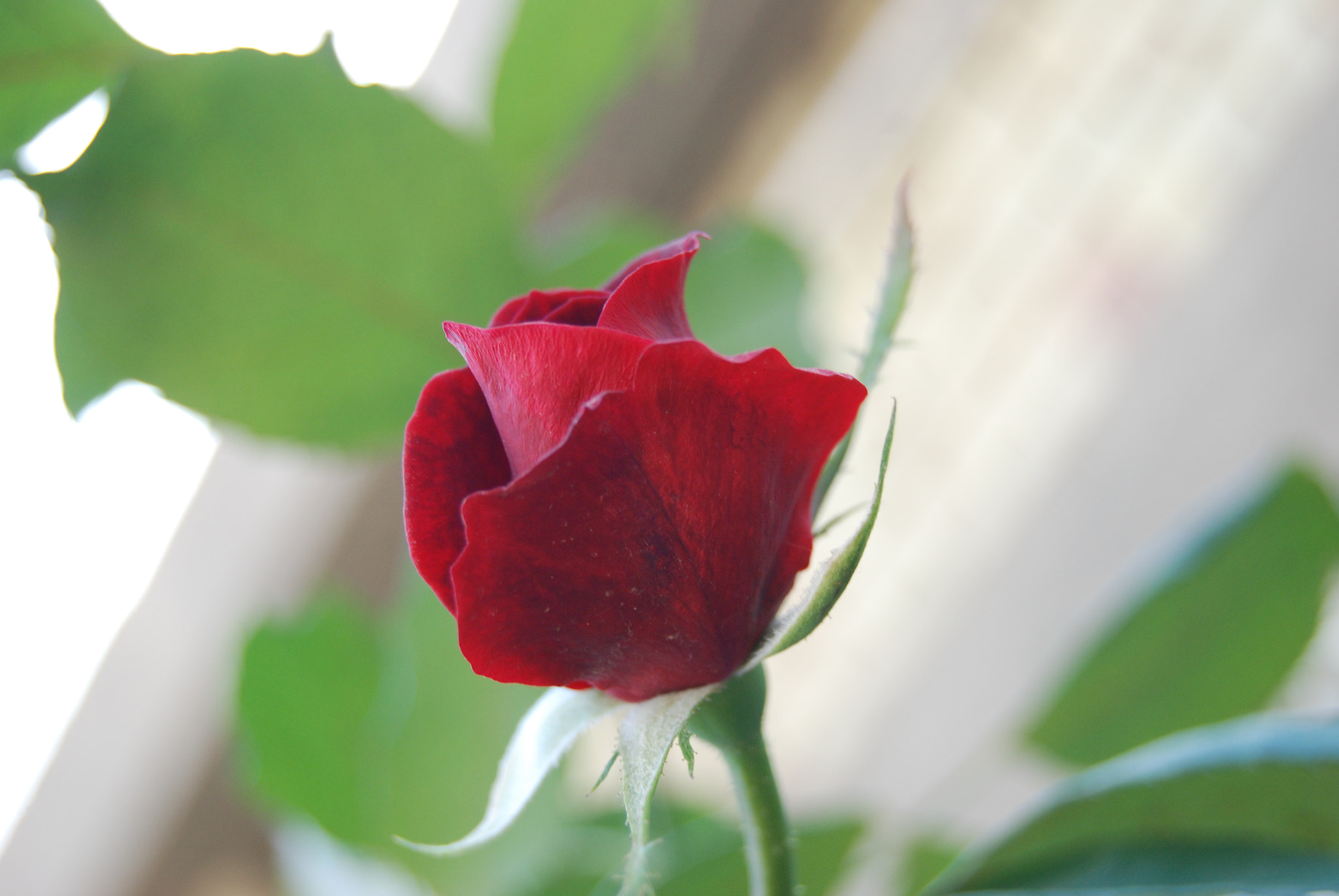 Nikon D80 sample photo